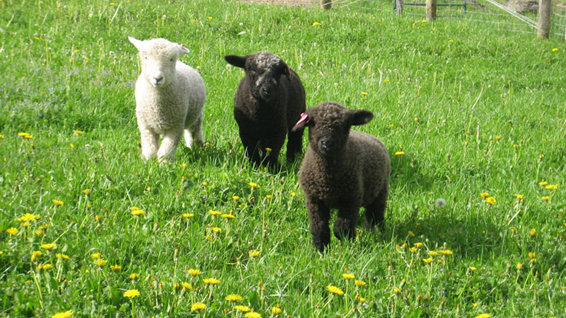 more new lambs 001a.jpg