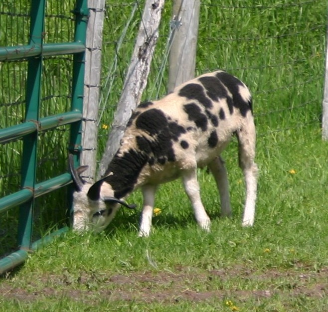 paulie a jacob sheep