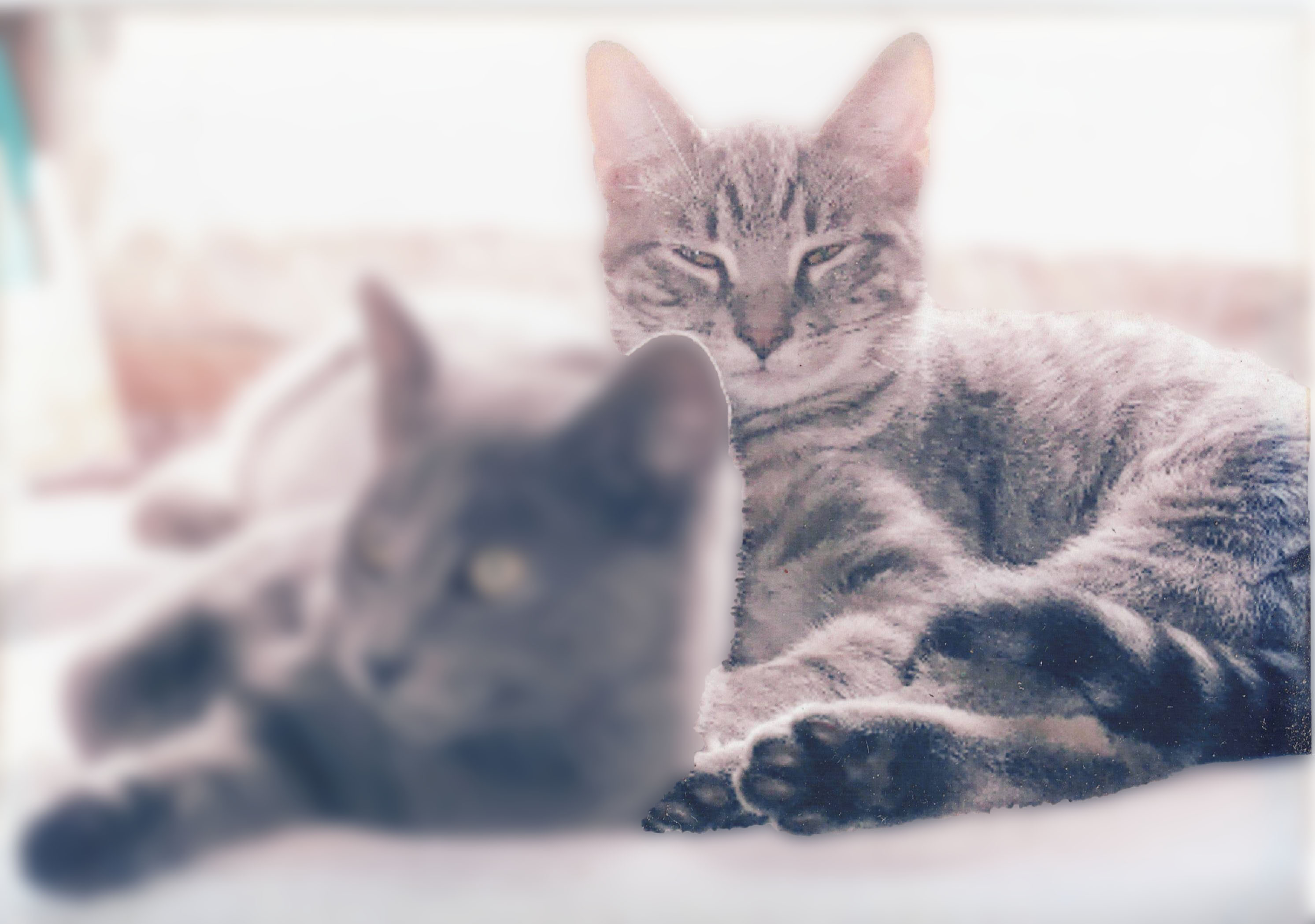 Smokey and Mercury-edit.jpg