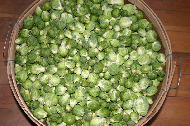 brussel sprouts.jpg