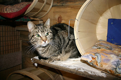 ozzie also small.jpg