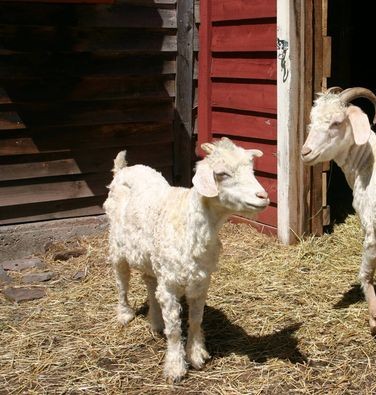 Cotton Candy Angora Goat