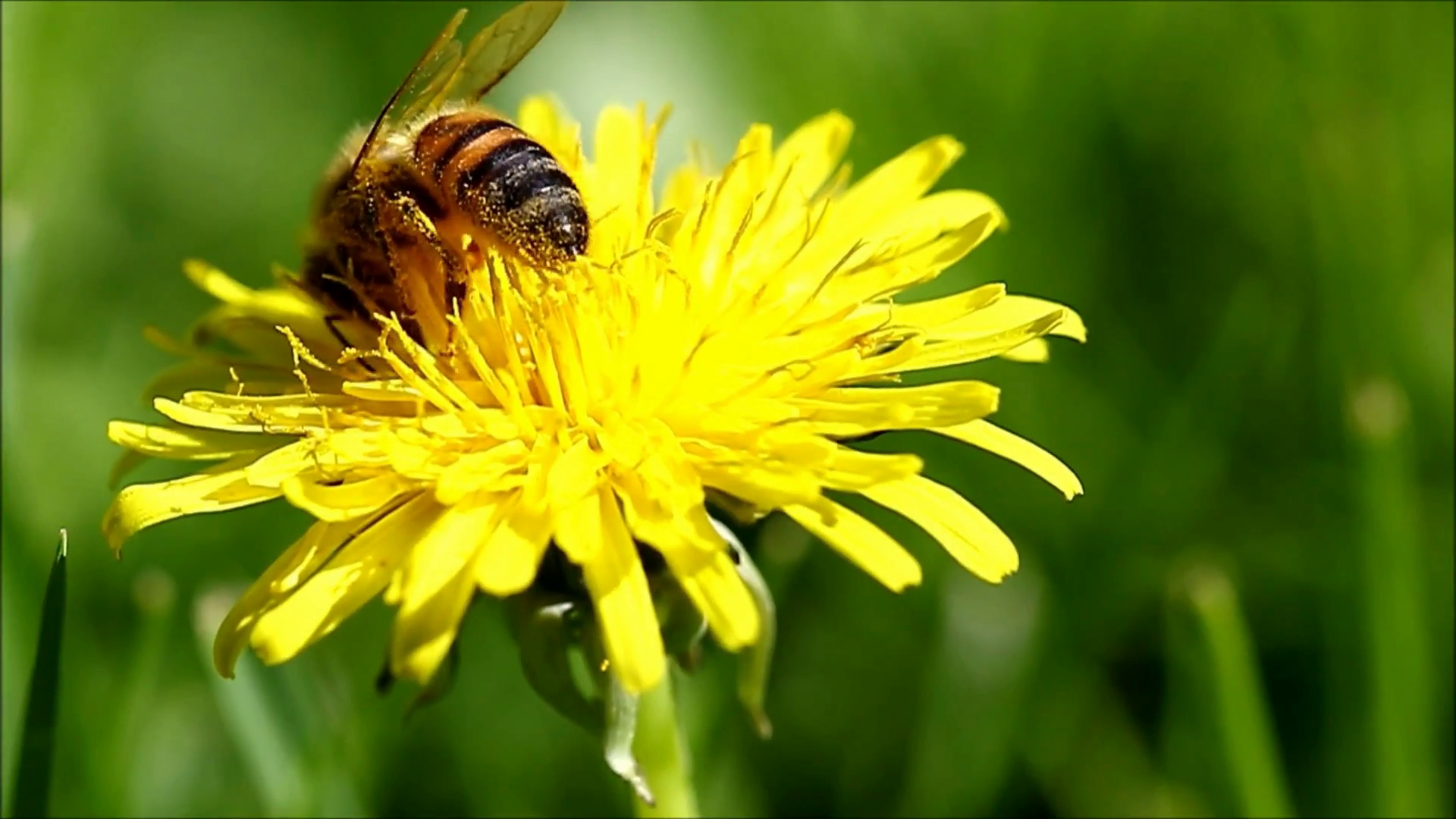 honeybee on dandelion.png