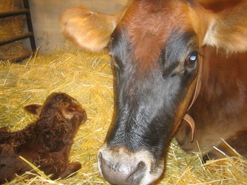 mom-baby-cow.jpg