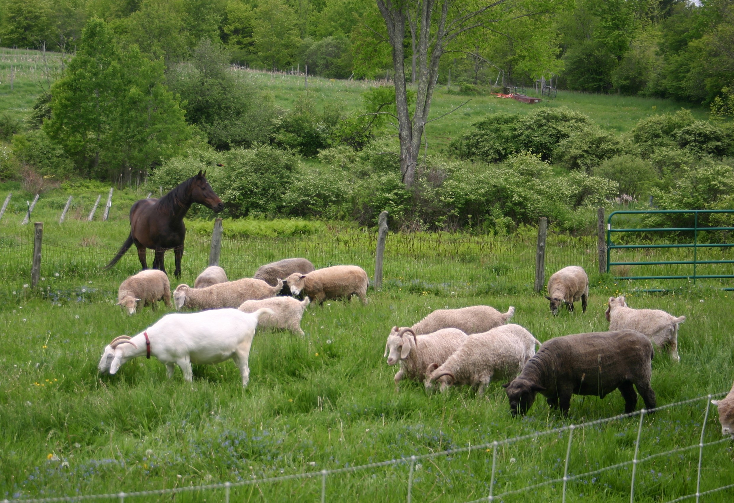 murph with sheep and goats